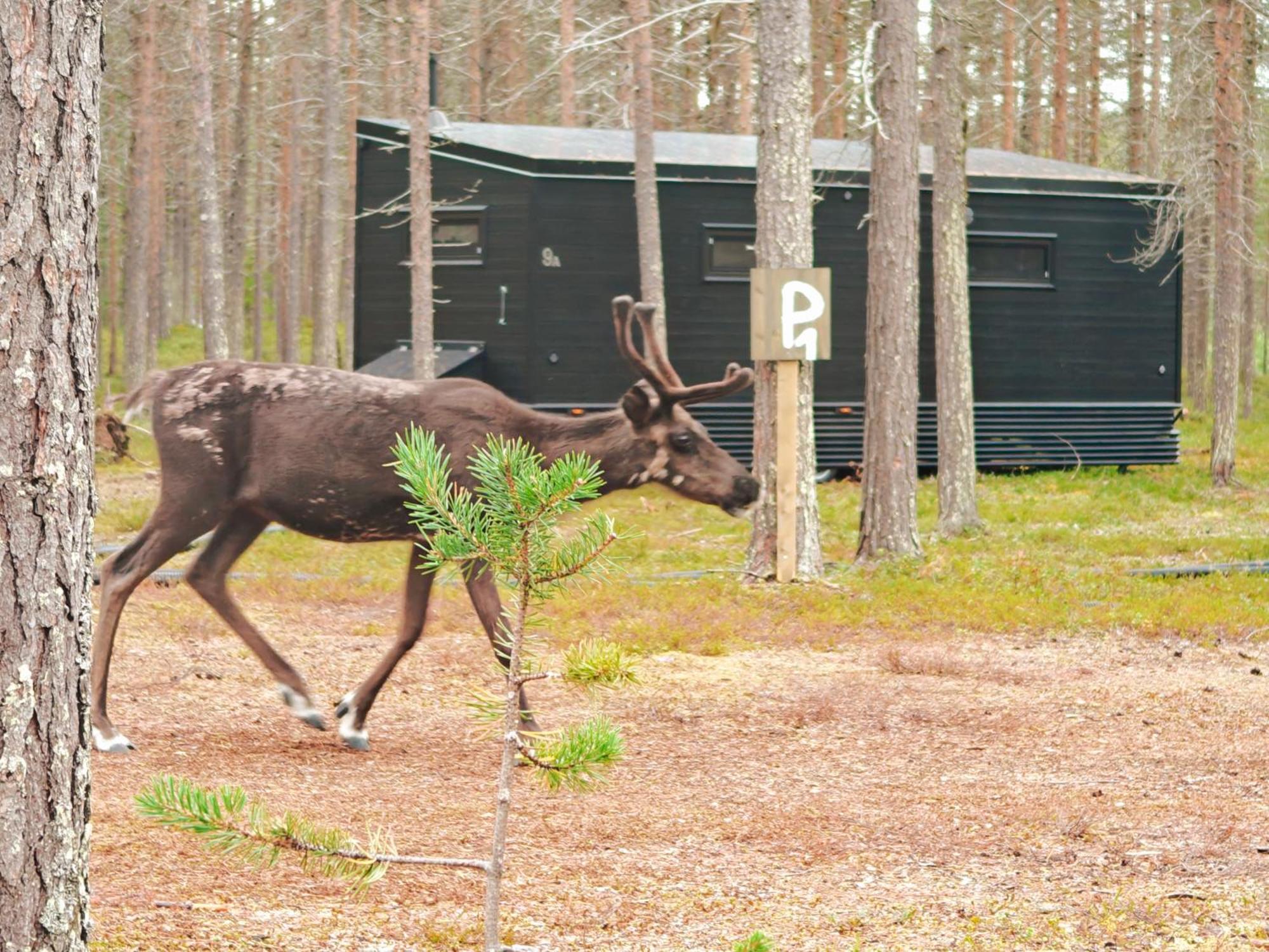 Lapland Riverside, Landscape Cabin, Kuukkeli 6, Yllaes, Tiny Home With Sauna, Fireplace, Terrace, Bbq, Wifi, Ski, Fishing, Pets Ok Äkäslompolo Eksteriør bilde